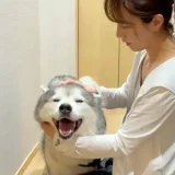 プピプピ文太の中西ひな子の素顔と経歴を完全解説！